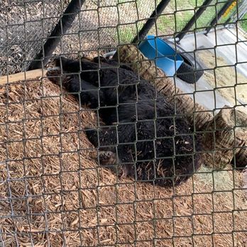 Jungle Adventures - Black Bear - Tours Near Me - Christmas, Florida Jungle Adventures - Black Bear - Tours Near Me - Christmas, Florida