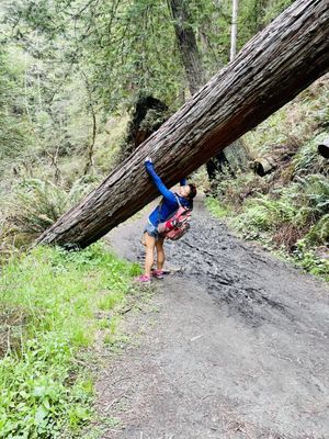 Pygmy Forest Discovery Trail by null