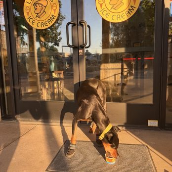 Lappert's Ice Cream - Daisy loved her pup cup! - Ice Cream & Frozen Yogurt Near Me - Temecula, California Lappert's Ice Cream - Daisy loved her pup cup! - Ice Cream & Frozen Yogurt Near Me - Temecula, California