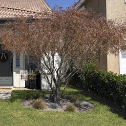 This is a picture two days after our house was sprayed. It died from a chemical burn. This is a picture two days after our house was sprayed. It died from a chemical burn.