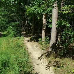 Royalview Trail