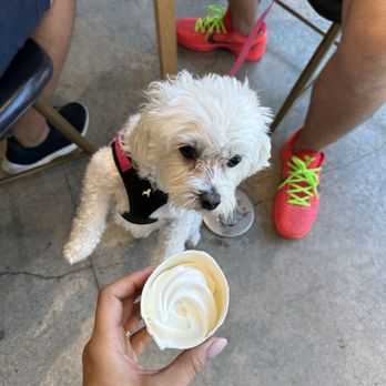 Huskins Coffee - Pup cup! - Coffee & Tea Near Me - Santa Ana, California