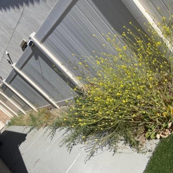 Evaristo Landscape - a yellow bush in front of a fence - Landscaping Near Me - Perris, California