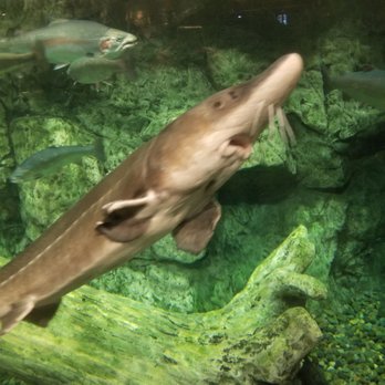 Bass Pro Shops - A big catfish in the freshwater aquarium at Bass Pros. - Outdoor Gear Near Me - Tacoma, Washington Bass Pro Shops - A big catfish in the freshwater aquarium at Bass Pros. - Outdoor Gear Near Me - Tacoma, Washington