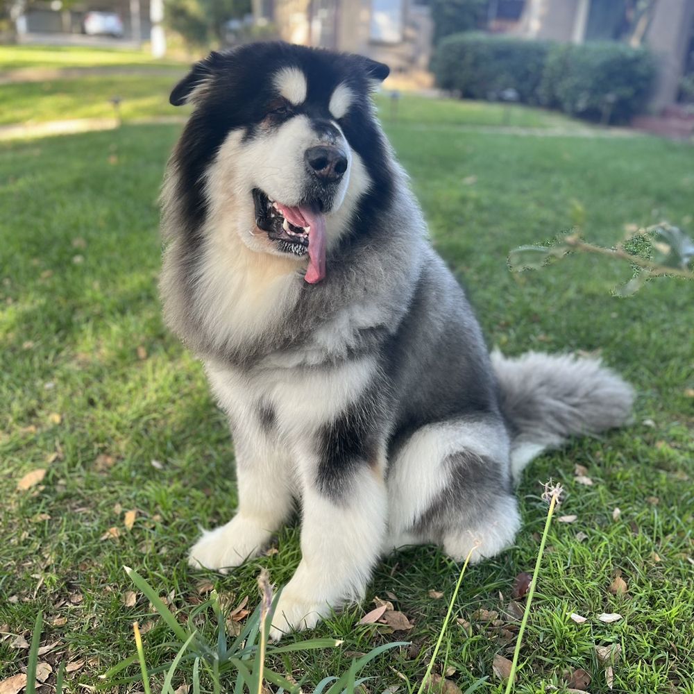 Fur Town - Zeus after his first session with the students at The Pawlor. He was picture perfect! - Pet Groomers Near Me - Playa Vista, California