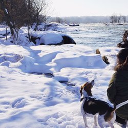 follow me dog training