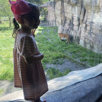 Virginia Zoo - Tiger - Zoos Near Me - Norfolk, Virginia Virginia Zoo - Tiger - Zoos Near Me - Norfolk, Virginia
