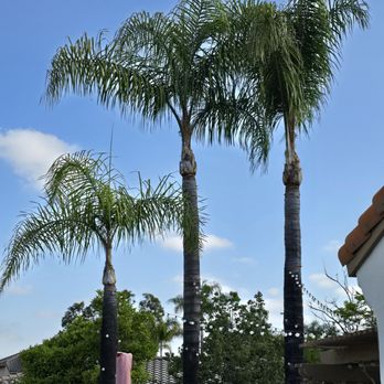 Active Landscape And Tree Service - Tree Services Near Me Active Landscape And Tree Service - Tree Services Near Me