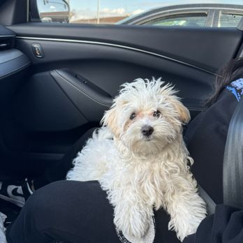 PetSmart Dog Training - Before her first grooming. - Pet Stores Near Me - Downey, California