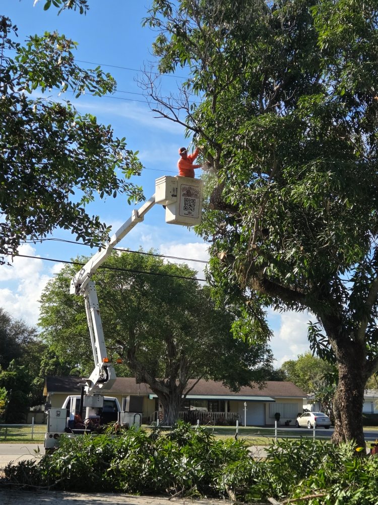 Big Dawg's Tree Service - tree service in Miami, FL