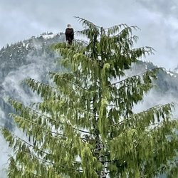Emerald Forest Tours - American Bald Eagle