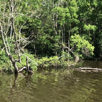 Ultimate Swamp Adventures - Tours Near Me - Westwego, Louisiana Ultimate Swamp Adventures - Tours Near Me - Westwego, Louisiana