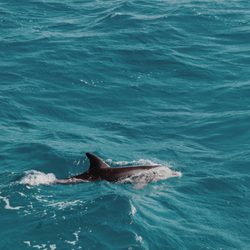 Panama City Beach Dolphin Tours & More