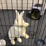 Photo of Cuddle Bunny Too