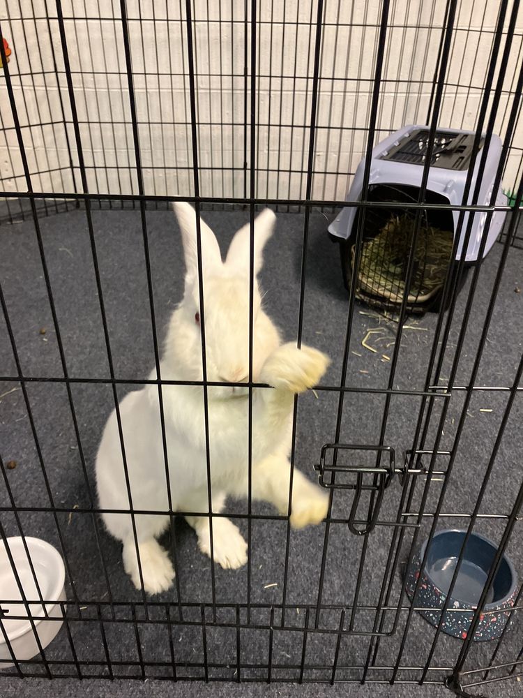 Cuddle Bunny Too - pet boarding facility in Schaumburg, IL