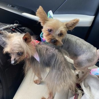 Dirty Dog Salon - This is Tink and Pipa - Pet Groomers Near Me Dirty Dog Salon - This is Tink and Pipa - Pet Groomers Near Me