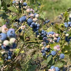 Lake Catherine Blueberries