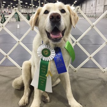 All Dawgs - Beau with his AKC Novice Rally title - Pet Training Near Me - Albany, New York
