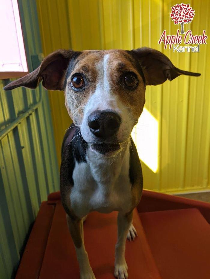 APPLE CREEK KENNEL Updated October 2024 15 Photos 650 51st St