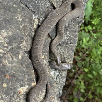 Natural Bridge State Park - Water Snake - Landmarks & Historical Buildings Near Me - Natural Bridge, Virginia