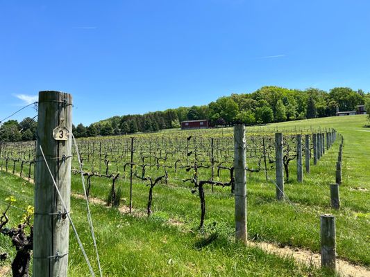 Clover Hill Vineyards & Winery by null