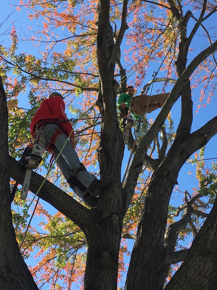 JTS LANDSCAPING Updated September 2024 12 Photos 720 Belfield Ave, Drexel Hill