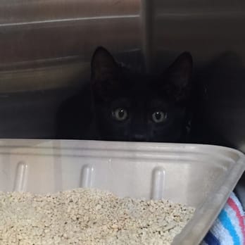 Pasadena Humane - This kitty looks just like me - Animal Shelters Near Me - Pasadena, California Pasadena Humane - This kitty looks just like me - Animal Shelters Near Me - Pasadena, California