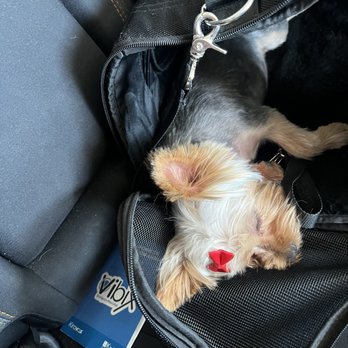 Puppy Paws Grooming - Very tired on the way back home after a fun day there - Pet Groomers Near Me - Indio, California Puppy Paws Grooming - Very tired on the way back home after a fun day there - Pet Groomers Near Me - Indio, California