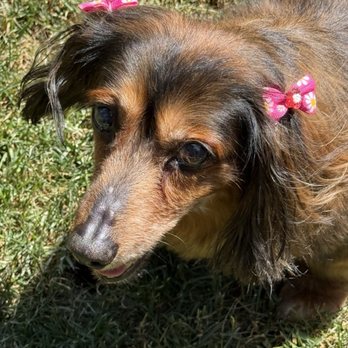 Posh Puppy - Pet Groomers Near Me - Burien, Washington