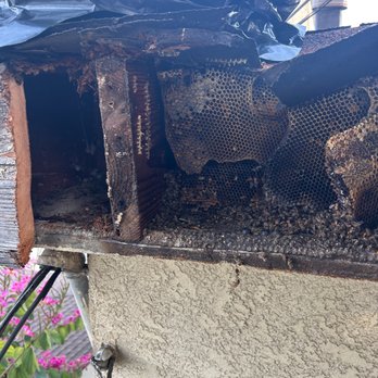 Live Bee Removal - bee honey combs - Pest Control Near Me - Banning, California
