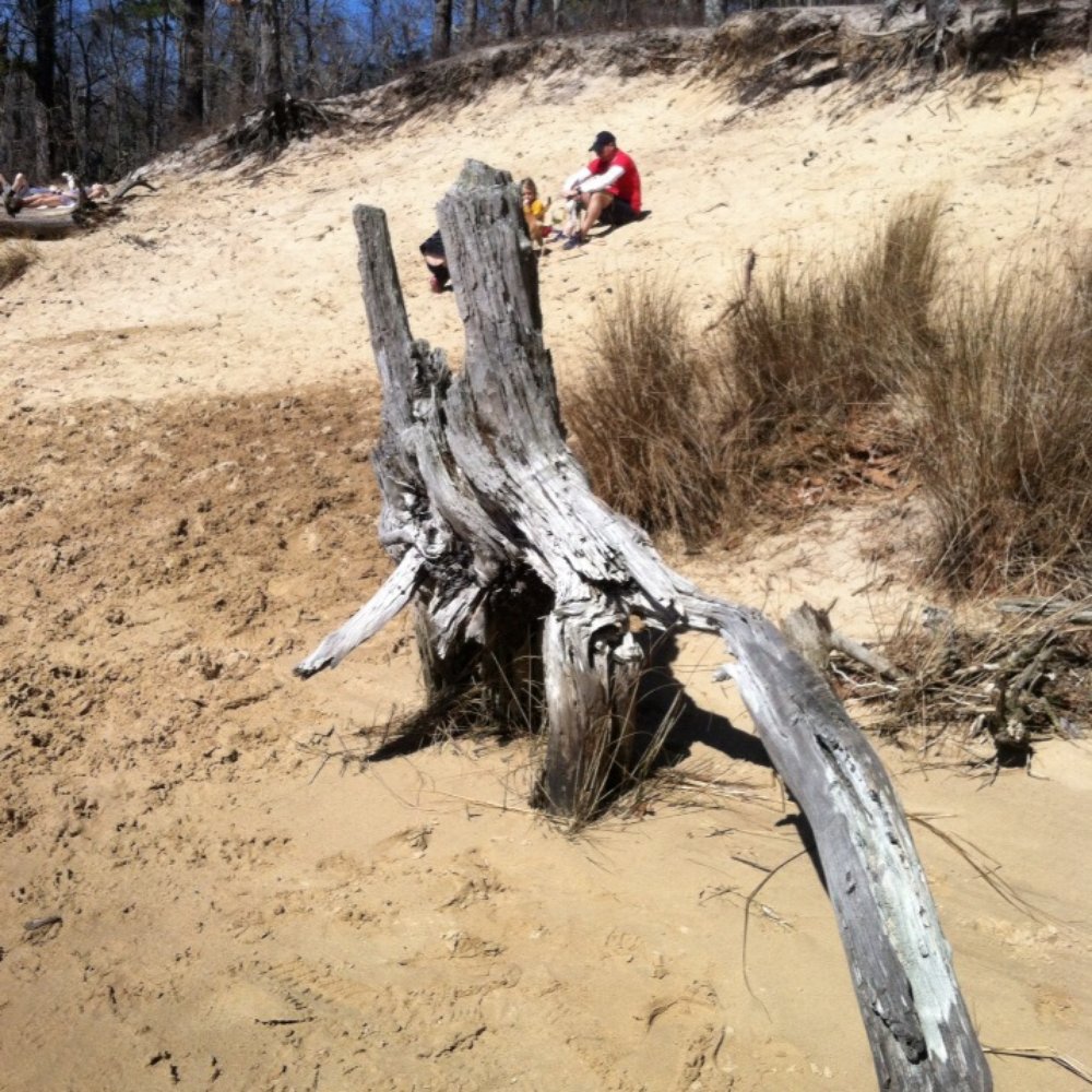 First Landing State Park - I wish I could carry it home... - Parks Near Me - Virginia Beach, Virginia First Landing State Park - I wish I could carry it home... - Parks Near Me - Virginia Beach, Virginia
