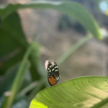 Niagara Parks Butterfly Conservatory - Zoos Near Me - Niagara Falls, Ontario