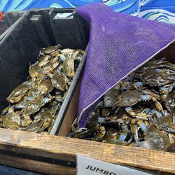 Fresh live crabs