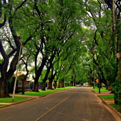 Ciudad Jardín - De Las Tipas, una de las calles más lindas