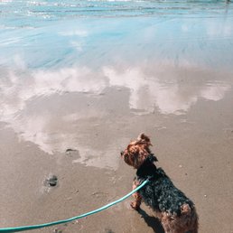 So much room for whatever you and your furbaby are comfortable with.