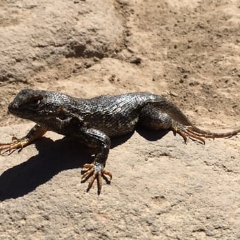 Hunter Creek Waterfall Trail - Jacked lizards abound - Hiking Near Me Hunter Creek Waterfall Trail - Jacked lizards abound - Hiking Near Me