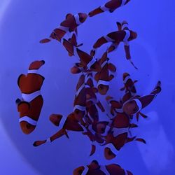 Seahorse Aquarium Supply - ORA captive bred Ocellaris clowns