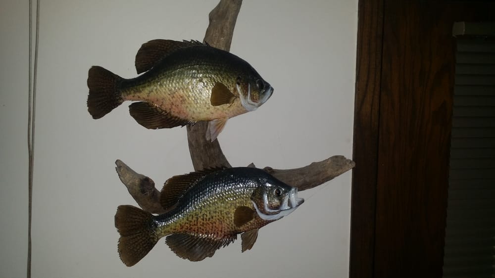 THE TAXIDERMY SHOP Updated September 2024 27434 E Bass Lake Rd