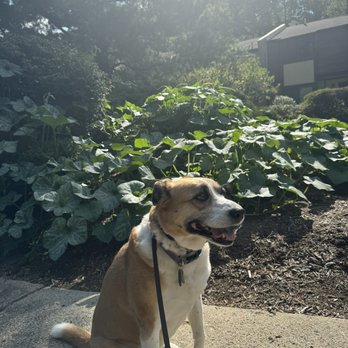 Controlled K9 - Pet Training Near Me