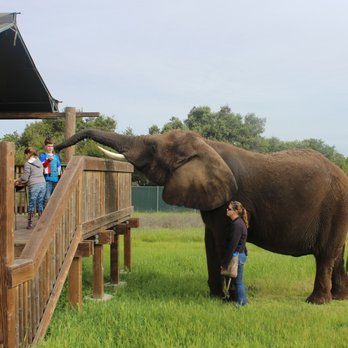 Vision Quest Ranch - Sharing breakfast with an elephant - Bed & Breakfast Near Me - Salinas, California