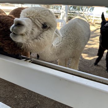 The Alpaca Hacienda - Attraction Farms Near Me - Temecula, California