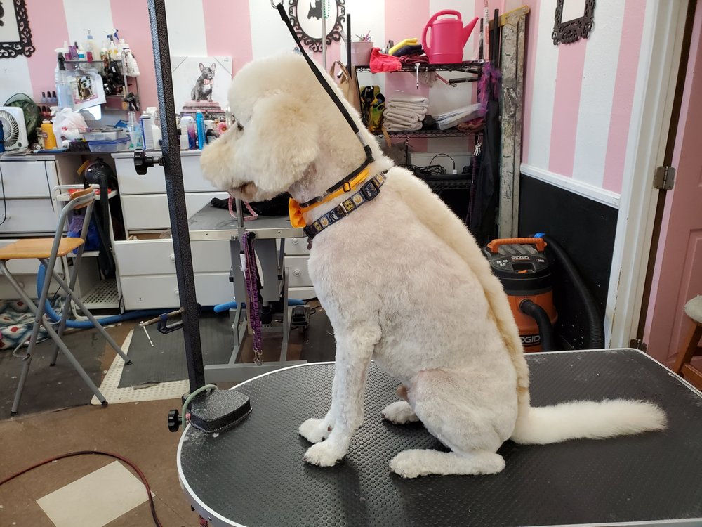 YVONNE BENITEZ 27 Photos Pet Groomers San Diego, CA Phone