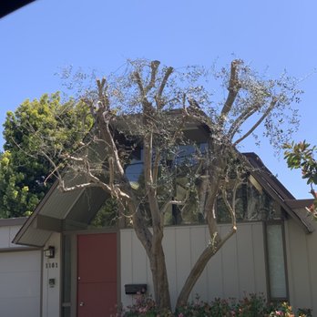 Zambrano Tree Service - After - Tree Services Near Me - Mountain View , California Zambrano Tree Service - After - Tree Services Near Me - Mountain View , California