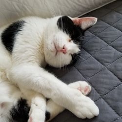 Chittenango Animal Hospital - Chill-axing on the couch