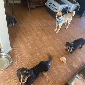 Kara Cares - Our 4 dogs, clockwise from the upper left are Olivia, Phoebe, Bailey our mini, and our pup Chloe - Pet Sitting Near Me Kara Cares - Our 4 dogs, clockwise from the upper left are Olivia, Phoebe, Bailey our mini, and our pup Chloe - Pet Sitting Near Me