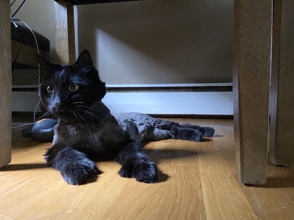 SCRUBADOG N’CATS Updated July 2024 39 Reviews 218 Cambridge St, Burlington