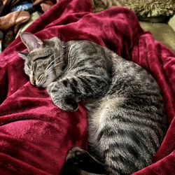 Oak View Animal Hospital - cat