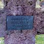 Photo of Kriegsgräber Friedhof Treysa