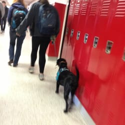 Herndon High School - My favorite thing about herndon high school is that you're allowed to bring pets as long as they're mildly domesticated.