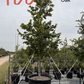 Trees Please - a variety of trees in pots - Landscaping Near Me Trees Please - a variety of trees in pots - Landscaping Near Me
